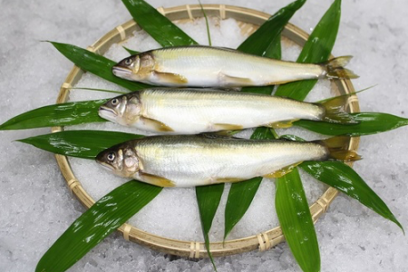 美味しい鮎を食べてから目指すべき養殖が始まった